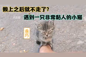路上偶遇一只很乖的小猫，它跳到我脚上不走了，非常黏人