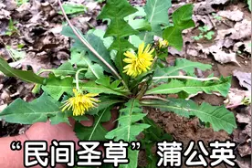 “蒲公英+桑叶”煮水洗脸，解决不少生活烦恼，男女都需要！视频封面