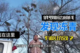 小雨在中俄边境发现了冻青，这玩意有啥作用，一棵树上竟长这么多