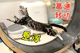 给猫做了台跑步机，猫跑的都悬浮了！直接变磁悬浮！视频封面