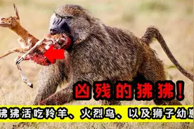 狒狒也会吃肉？狒狒抓到羚羊后直接活吃！凶残的狒狒有天敌吗？视频封面