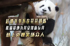 花花休息三天恢复营业，基地为其安排新玩具，登上央视后笑坏众人视频封面