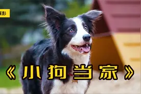 狗狗版的小鬼当家，边牧智斗劫匪，沾花惹草《小狗当家》视频封面