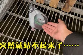 一只幼鸽突然站不起来了，分析一下原因调理下，看了环号恍然大悟