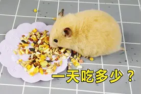 很多网友问我小仓鼠一天吃多少粮食，仓鼠一天只喂一勺就够了