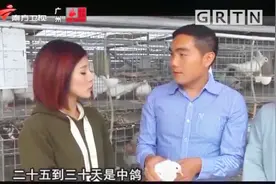 鸽子属于晚成鸟，出生三天后才能睁开眼，快来看看吧|我爱返寻味