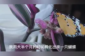 科普蝴蝶的一生，从作茧自缚到破茧而出#蝴蝶#蝴蝶生长过程