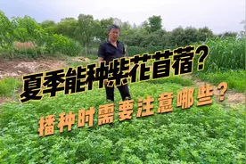 紫花苜蓿夏天到底能不能种？想要达到5~7年产量，这几点一要注意视频封面