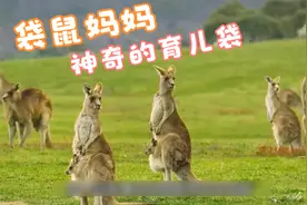 袋鼠妈妈神奇的育儿袋，高清摄像头，解密袋鼠宝宝整生长个过程