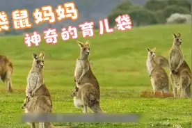 袋鼠妈妈神奇的育儿袋，高清摄像头，解密袋鼠宝宝整生长个过程视频封面
