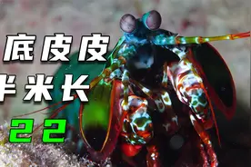 海底抓皮皮虾，足足有半米长视频封面