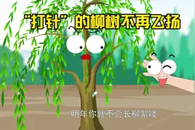 柳树被“打针”，不见柳絮飞扬。视频封面