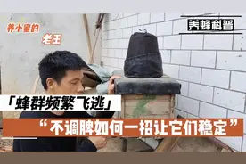 野外收的蜂群没子脾调总是飞逃怎么办？老王一招让它稳定造脾