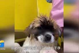 “这不是我的狗”！狗狗在宠物店洗完澡后太干净，主人竟不认识了视频封面