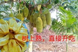 马来西亚1号菠萝蜜树上熟了，飘出浓浓香味，刘大脚摘下直接开吃视频封面