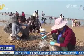 烟台“开盲盒”式赶海火了，海肠、泸沽虾大量上岸，市民收获颇丰视频封面