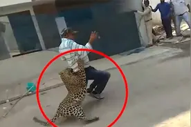 豹子大闹印度村庄，冲出围墙将小伙扑倒，整个村庄伤残惨重视频封面