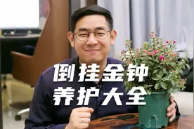 园艺师教你倒挂金钟怎么养，这可能是关于倒挂金钟，最全面的教程视频封面