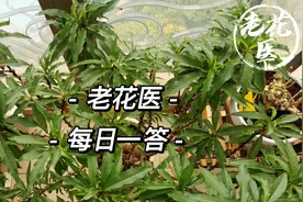 桃树刚长小果子就掉了？玫瑰甘蓝顶端凋谢什么原因？每日一答视频封面