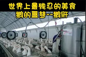 世界上最残忍的美食，鹅族们的噩梦，欧洲餐桌三大美食之一，鹅肝视频封面