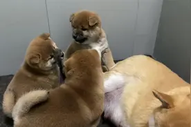 狗妈涨奶，找了两个小柴犬帮忙吃奶，没想到她的独生子却不愿意了