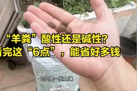 “羊粪”是酸性还是碱性？不懂别乱用，看完这6点，能省好多钱视频封面