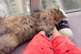 女主人生理期心情不好，二只猫咪看到主人都躲着走，猫：有杀气视频封面