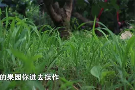果园生草利与弊，你知道几个？