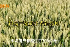 超高产强筋小麦新品种济麦44和新麦26，平均亩产都在700公斤以上视频封面