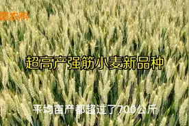 超高产强筋小麦新品种济麦44和新麦26，平均亩产都在700公斤以上视频封面