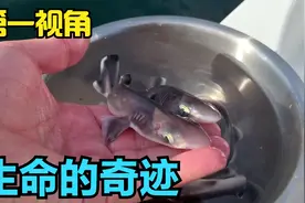 母鲨鱼去世后，小鲨鱼还顺利出生？第一视角带你去见证奇迹！视频封面