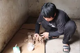 农村大姐家的金毛上一窝生了十一个小宝宝，这次又生了七个小金毛视频封面