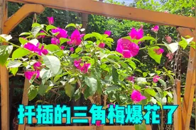 扦插的三角梅爆花了，真的很优秀，长个开花两不误视频封面