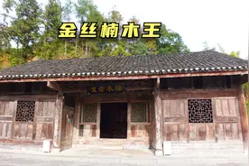 云南大山发现一颗1500年金丝楠木王，价值上亿，10人勉强才能抱住视频封面
