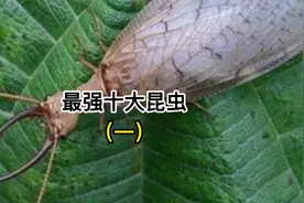 世界上十大最强昆虫，您知道是那些吗？视频封面