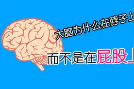 大脑为什么要长在脖子上，而不是长在屁股上？视频封面