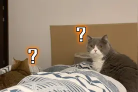 猫咪凌晨3点不睡发出连续怪声，主人梦中被吓醒惊魂未定，崩溃了