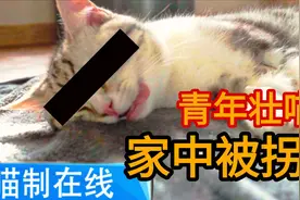 【喵治在线】青年壮喵惨遭昏迷，醒来后竟蛋蛋全无！视频封面
