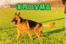 双狼王血统后代，极品赛级德牧犬，来欣赏品评下这一家四口视频封面