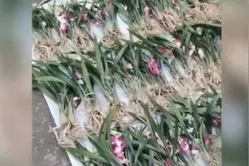男子当众揭穿小贩出售假兰花，花是粘上去的，和根茎不是同一种视频封面