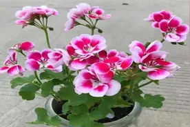 养盆栽天竺葵，有3步骤，生长迅速、新枝多、花朵大视频封面