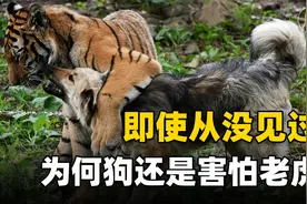 老虎的“气场”有多强？从未见过老虎的狗，一到动物园就被吓趴下视频封面