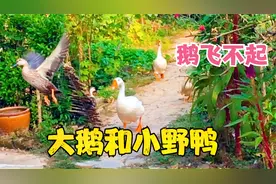 野鸭子不仅漂亮还会飞，大鹅和鸡看见就打，一只家鸭跟着保护野鸭