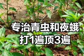 这个新药专治青虫和夜蛾，喷1遍顶3遍！玉米，花生，辣椒通用