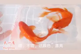 开箱2条22-25cm冷水鹦鹉鱼，没想到颜色这么漂亮，怎么样？