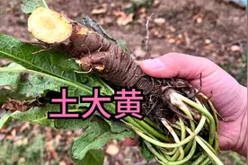 农村的野菠菜又叫“土大黄”，煮水有2个厉害妙用，你认识吗？