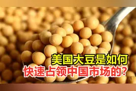 美国大豆是如何，快速占领中国市场的？我国大豆为何被击垮？视频封面