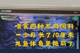 养观赏鱼银龙鱼，喂食四种不同饲料，一个月长10厘米长，体色增色视频封面