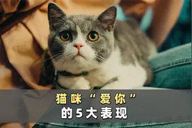猫咪爱不爱你，看它的行为就知道！