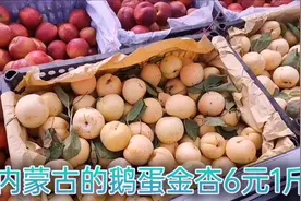 开货车去内蒙古呼伦贝尔满洲里油真贵，兴安盟吃着金杏看白云